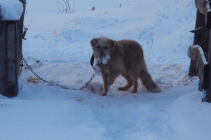 Зайцеед 