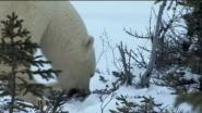Полярные лисицы (песцы) в условиях глобального потепления