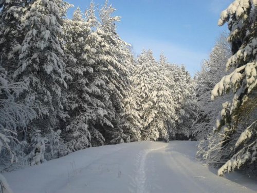ЗИМНИЙ ЛЕС