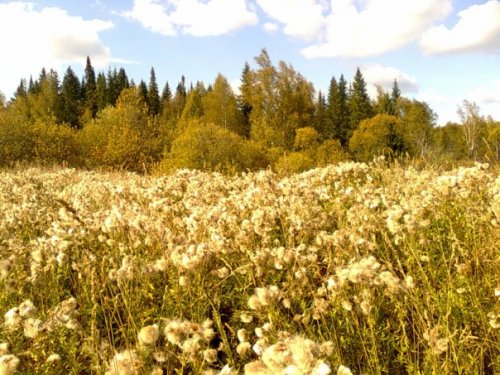 Дорога к реке.