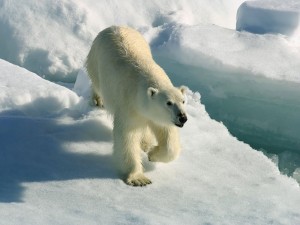 Грустная песенка про белых медведей.