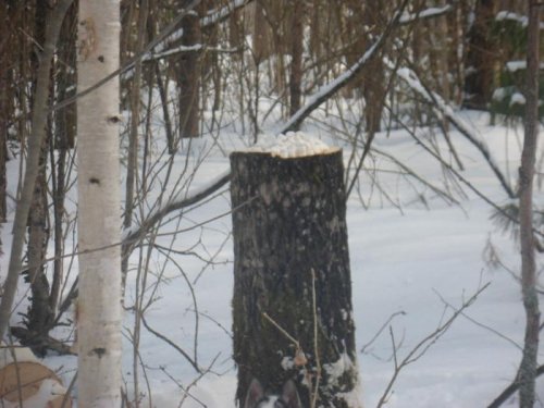 Для лося....