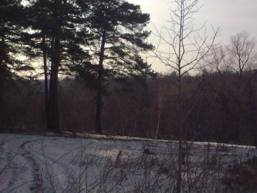 Весенняя дорожка в лес...