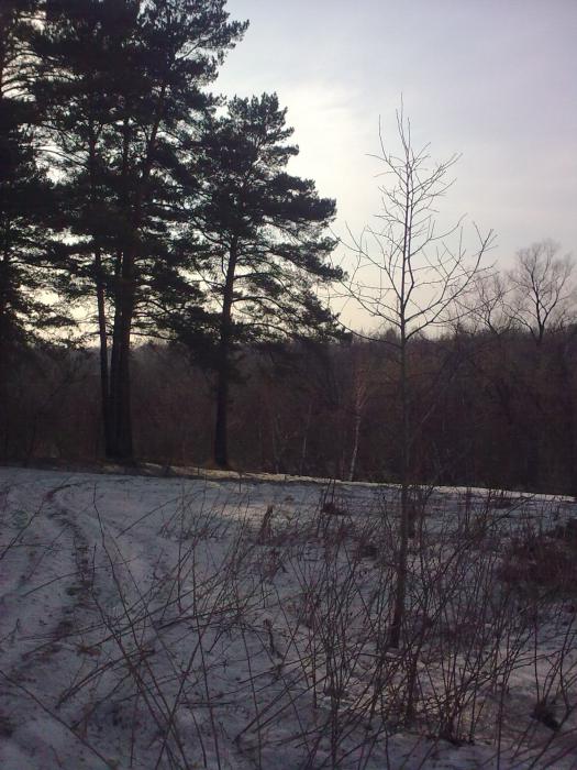 Весенняя дорожка в лес...