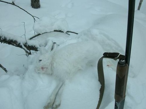 зайцан !! с клещами .5штук снял.