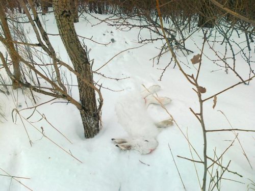 Охота 2.01.13