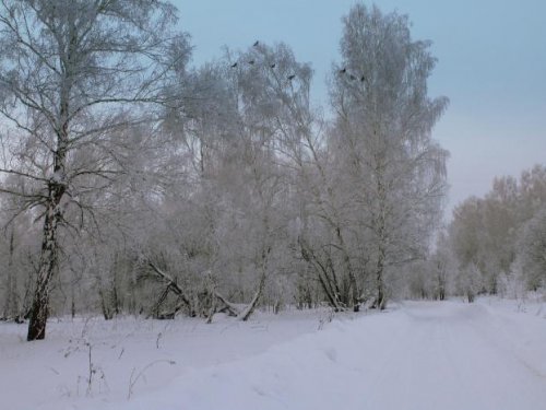 Петушинный насест