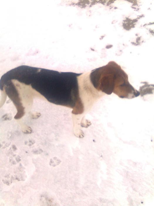 моя собака