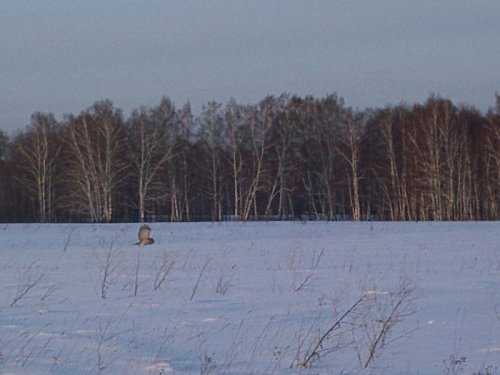 Сова