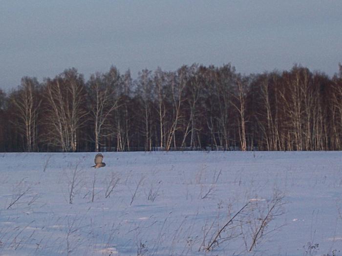 Сова