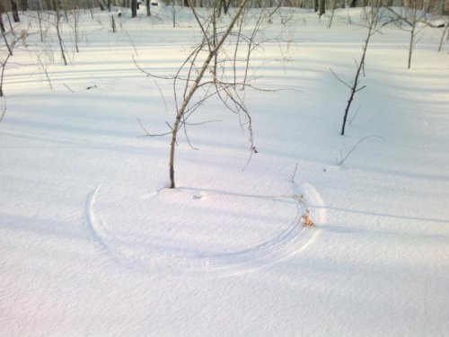 Лесной циркуль