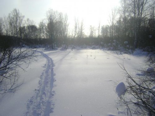 Воскресная прогулка по лесу