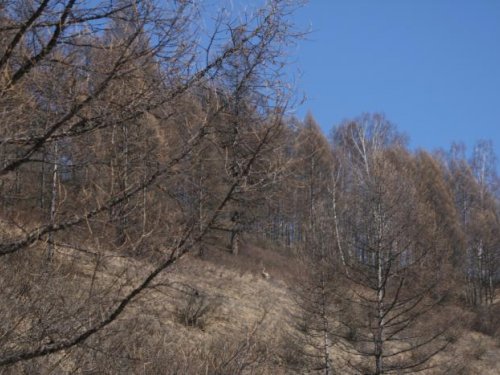 Где-то там косуля?