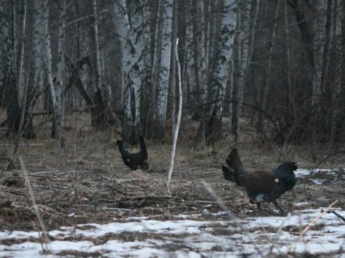 Глухари токуют.