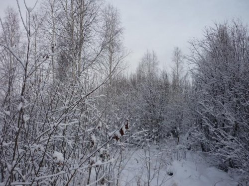 Лес после снега,прекрасен...
