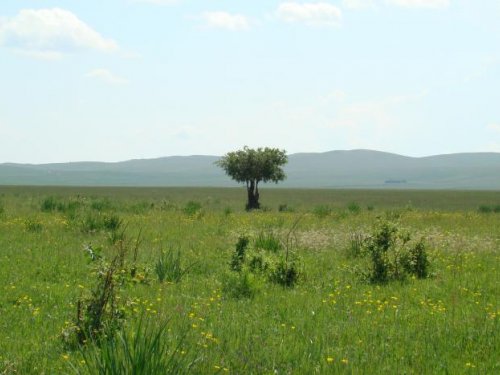 дерево посреди поля