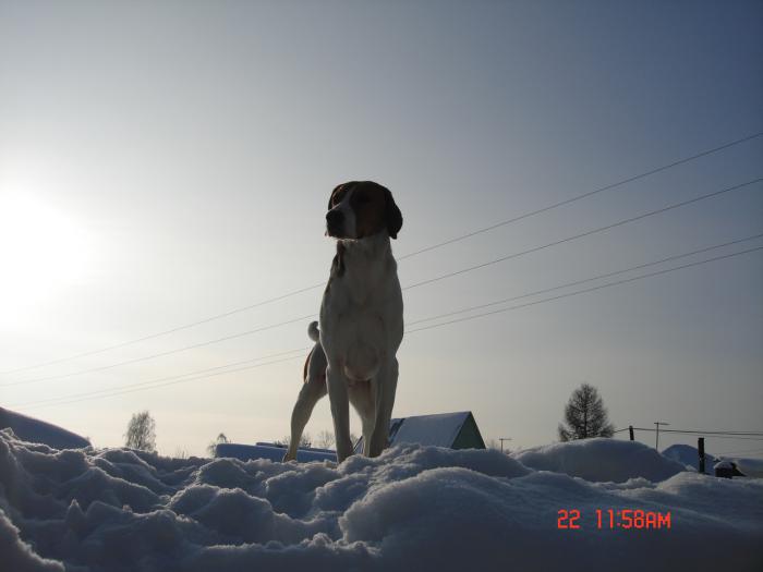 Соловей