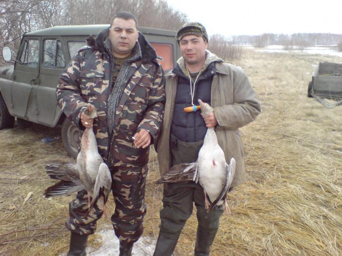 гуси