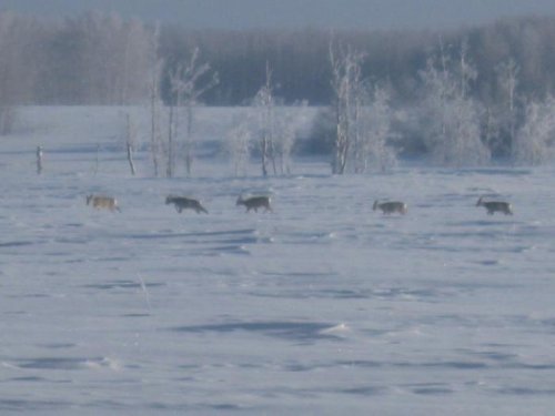 снежный покров затруднил передвижение 