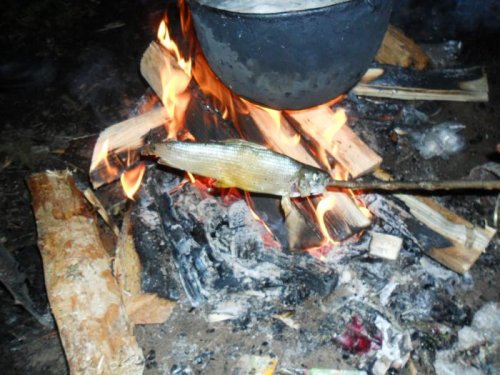 хариус 