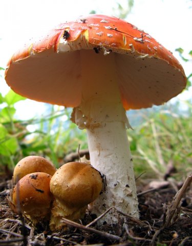 мухомор!