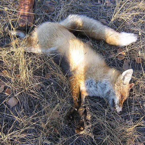 моя первая лиса 2008г.