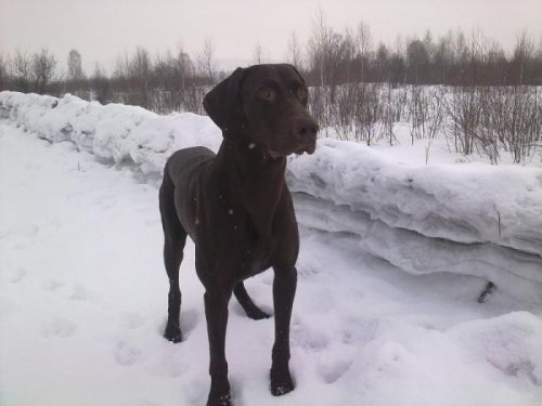 зима