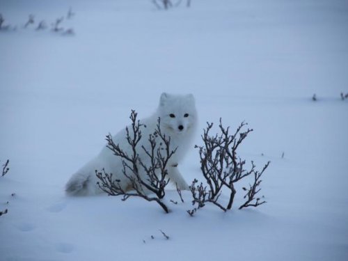 Песец