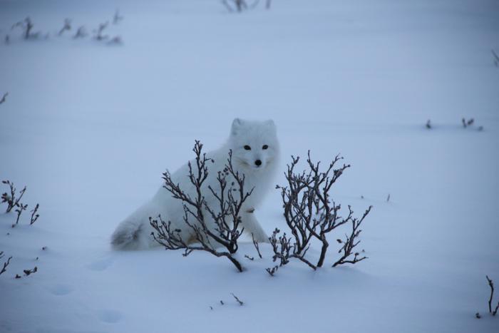 Песец