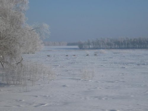 поиска корма