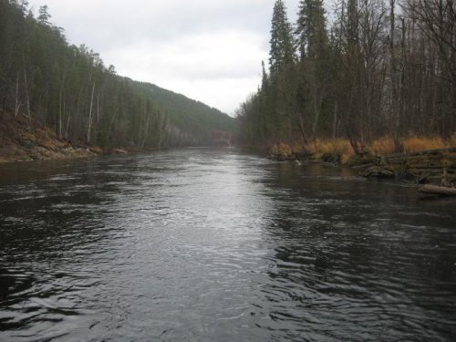 Лев