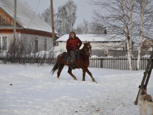лошади