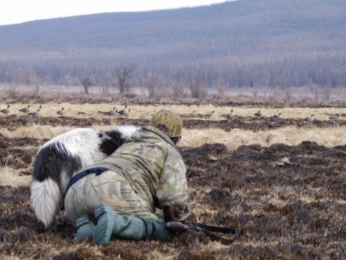 Оригинальный способ подкрадывания гусей. Распространен в центральной Якутии.