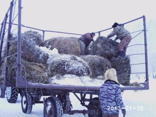 ПОПЫТКИ СОХРАНИТЬ КОСУЛЬ