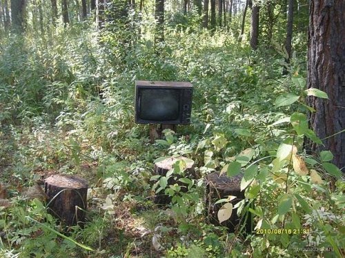 Ностальгия по лету.Лесной кинозал.