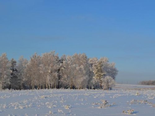 Лес возле дома