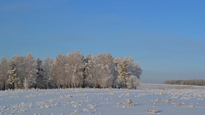 Лес возле дома