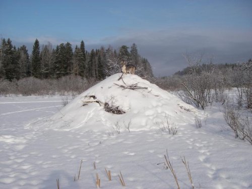 Бобров охраняет.