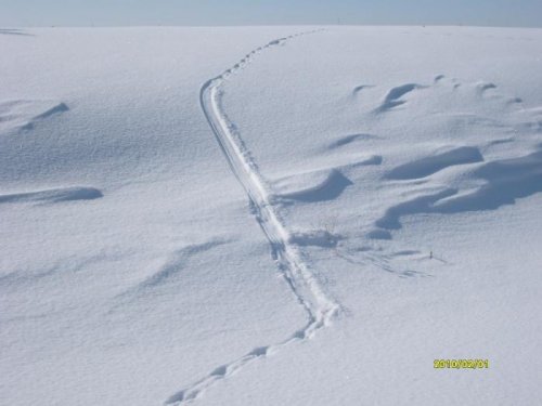 Норка каталась.
