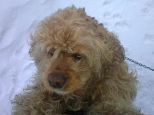 Найдёныш-Барик