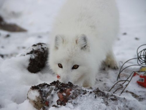 Песец на одной из свалок (устье Енисея)
