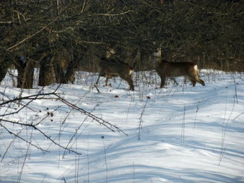 две косули