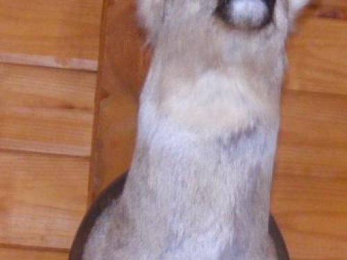 косуля