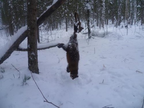 Промысел