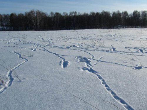 Опочивали