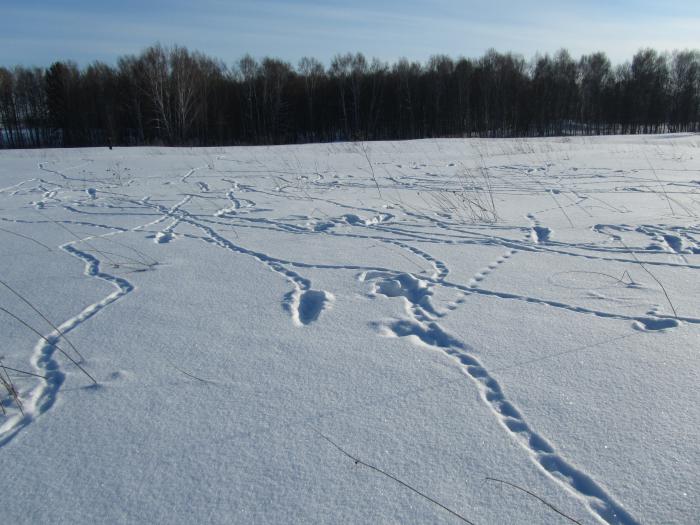 Опочивали