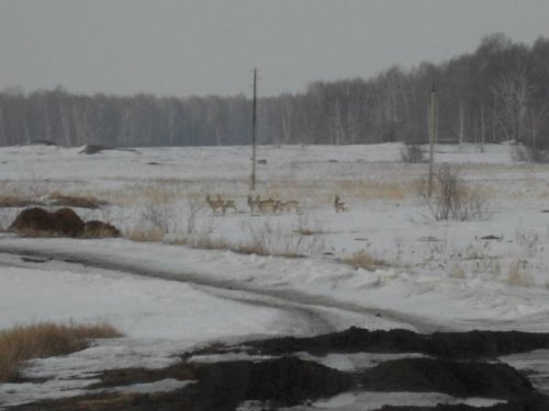 паслись за деревней