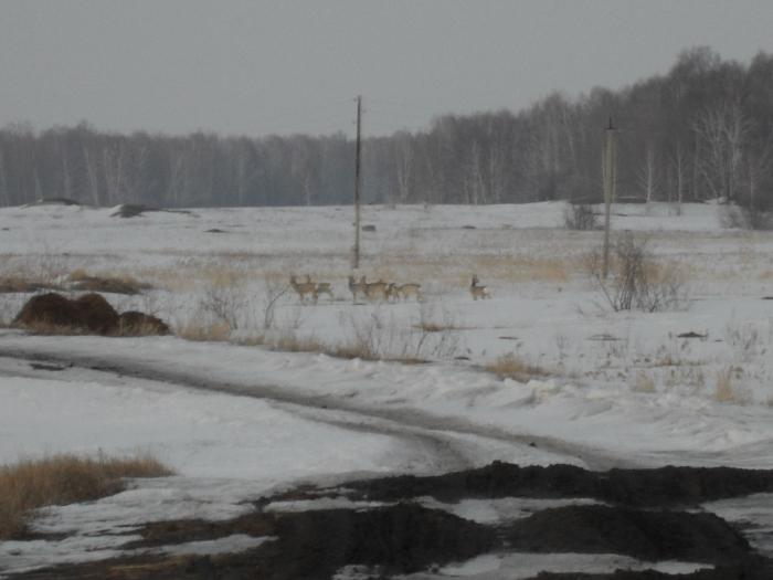 паслись за деревней