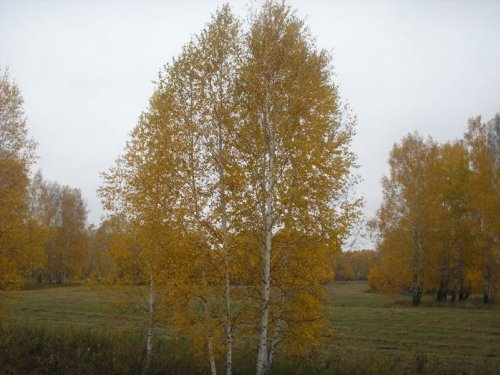 осень 2013