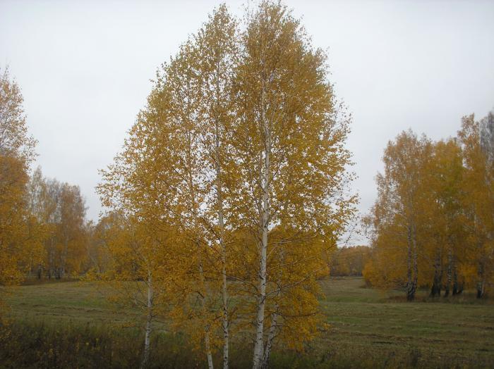 осень 2013